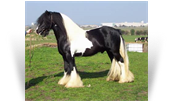 Nobby